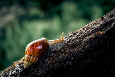  Achatina! Uma Lesma Gigante Que Faz um Banquete de Folhas Podres e Deixa Trilhas Luminosas