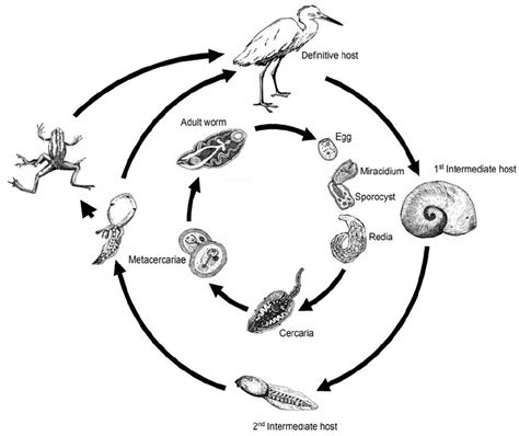  Giant Liver Fluke: This Tiny Trematode Terrorizes Livestock With Its Complex Life Cycle!