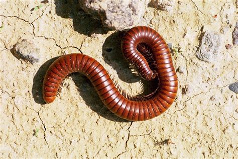  Haustellus! Desvendando o Mistério dos Diplopods com Uma Cara Incrivelmente Atraente e um Corpo Segmentado Impressionante