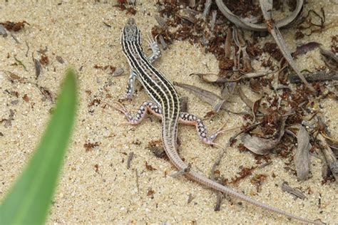  Lagartixa-de-Costa! Desvende o Segredo da Colorida Plumagem desta Ave Tropical