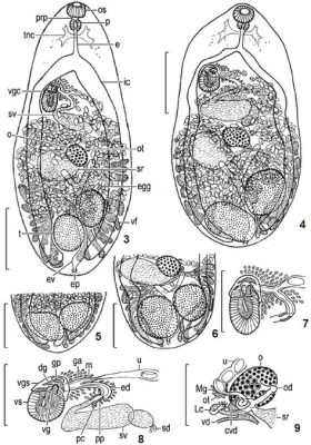  Metagonimus Yokogawai: Um Parasita Trematode Intrigante Que Se Abriga em Peixes de Água Doce!