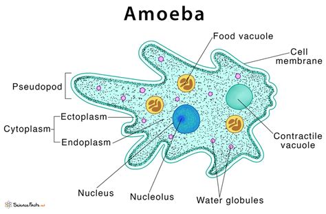 Opercularia! Uma Intrigante Ameba com Estrutura de Casinha que Mudará sua Visão sobre o Mundo Microscópico