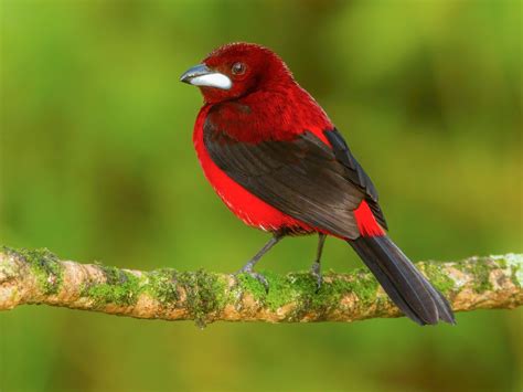  Tangara! Conheça Essa Ave Tropical com Canções Meloiosas que Atraem os Curiosos da Floresta