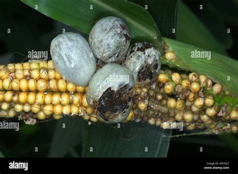  Ustilago: Descubra o Fungo que Transforma Milho em Peixe de Ouro!