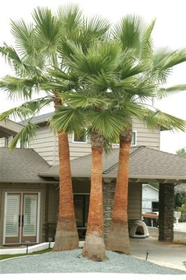  Washingtonia! Uma Esponja Com Uma Estrutura Complexa e Fascinante que se assemelha a um Arbustinho