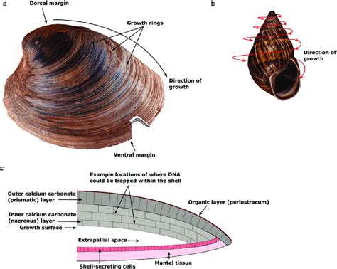  Whelk: Descubra este Molusco com Camadas Concentricas e sua Curiosa Habilidade de Trocar de Sexo!