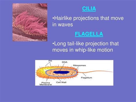  Woloszynskia - Descubra este Ciliophora com Cílios que Dançam e Movimento Ondulatório Fascinante!