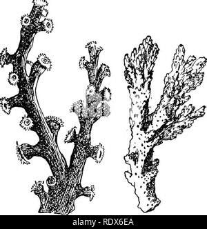  Zoophyte! Uma Colônia Luminosa que Se Atraca nas Rochas