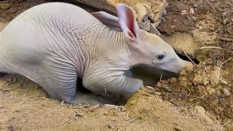  Aardvark: Descubra este mamífero noturno que escava tocas impressionantes!