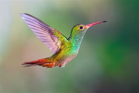  Colibri: Uma Jóia alada com plumagem vibrante que dança entre as flores!