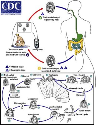  Cryptosporidium: Uma Ameaça Microscópica Que Esconde um Ciclo de Vida Extraordinário!