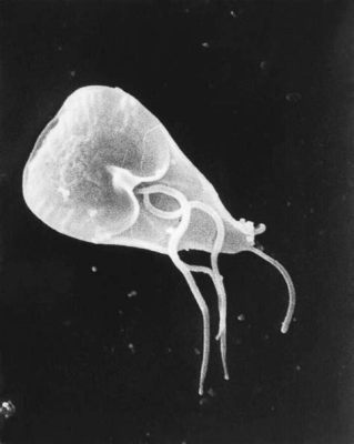  Dientamoeba! Um Protista Parasita que Pode Fazer Seu Intestino Virar um Parque de Diversões para Bactéria