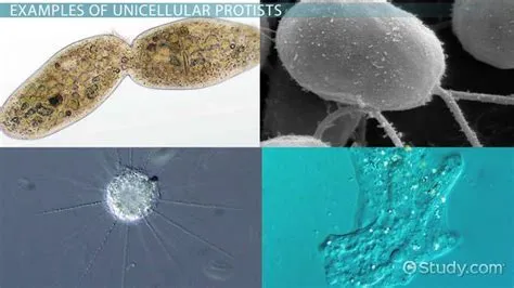  Investigando o Intrigante Iodamoeba: Uma Visão Profunda Sobre Este Protista Unicelular!