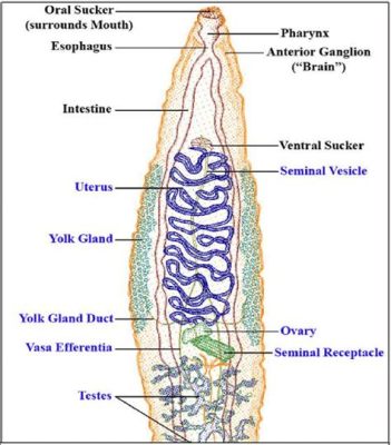  Japonicus! Uma Trematode Curiosa que Te Ensinará Sobre Adaptabilidade e Parasitismo