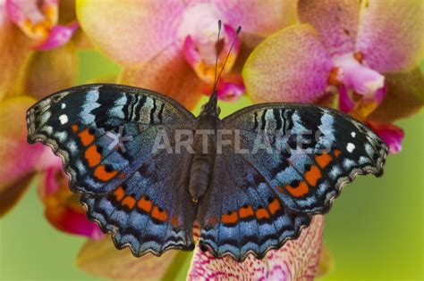  Junonia! Uma Borboleta Tropical Que Pinta o Céu com suas Asas Coloridas