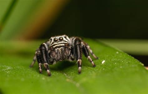  Milpes! Uma Aranha que Anda com Mil Pernas? Descubra o Fascinante Mundo dos Miriapodes