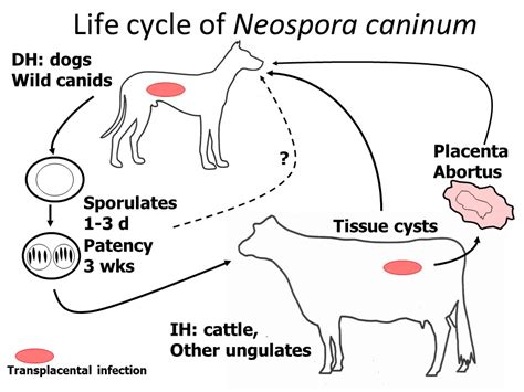  Neospora caninum: Um Parasita Cunning que Esconde Seus Segredos em Células