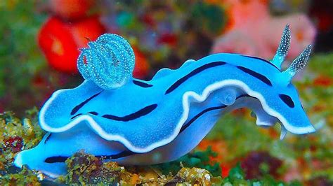  Nudibranch! Descubra o animal mais colorido dos oceanos e conheça seu estilo de vida fascinante!