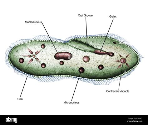  Paramecium: Descubra o Microuniverso Dançante e Voraz deste Cílio!