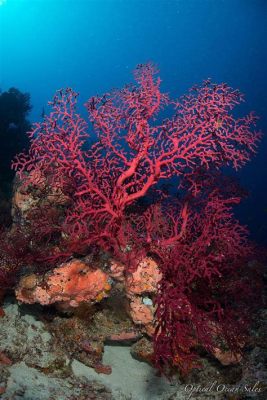  Red Gorgonian: Descubra o Coral que Parece Ter Sido Pintando à Mão por um Artista Subaquático Exímio!