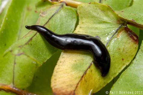  Urdioxestus! Um Verme Plano que Brilha na Escuridão?