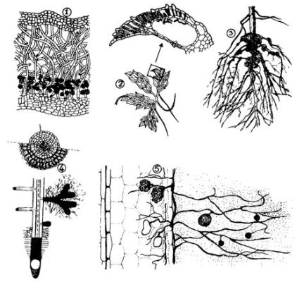  Uroglena! Uma Maravilha Microscópica Que Mostra Como a Simbiose Pode Ser Deliciosa