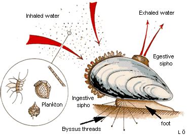  Wedge Clam: Explore the World of Filter-Feeding Bivalves and Their Incredible Shell Strength!