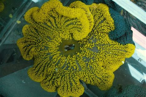 Yellow Carpet Anemone: An Undulating Oasis Teeming With Colorful Tenants and Mysterious Tentacular Tango!