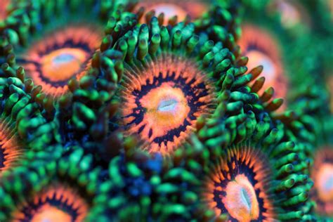  Zoanthids: Os Jardins Subaquáticos Que Desabrocham em Uma Sinfonia de Cores!