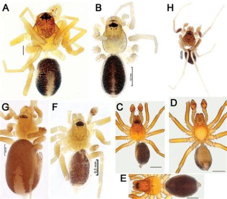  Zodariidae: Uma Família de Aranhas que Desafia o Conceito Tradicional de Teias!